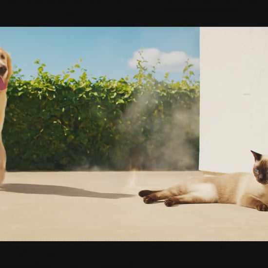 se observa unas mascotas sufriendo por el calor. inmediatamente se les facilita la manta fría de DLCYLSL y se sienten aliviados instantáneamente. 